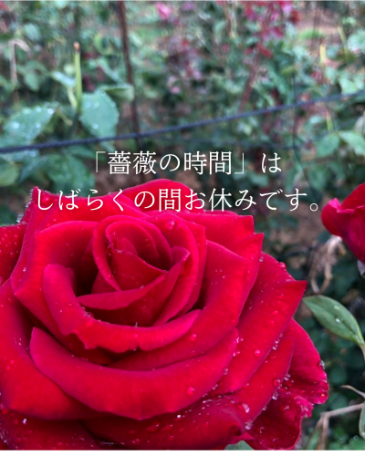 今年の薔薇を待つ時間