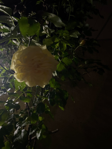 IMG_1259.jpeg