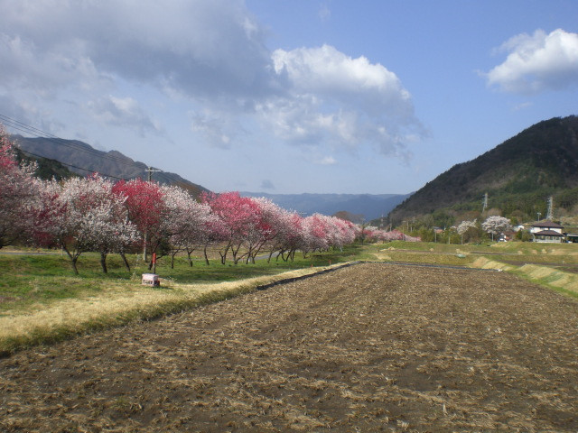 和村の花桃