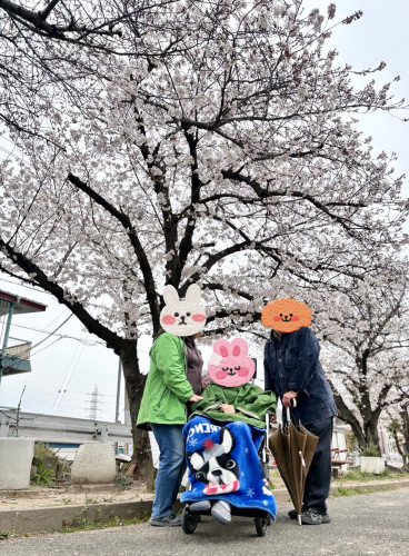 「毎年恒例となったお花見」