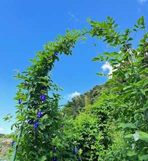 お立ち寄りありがとう