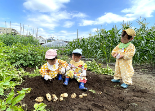 じゃがいも堀に行きました！農家さん、美味しいお野菜ありがとう！