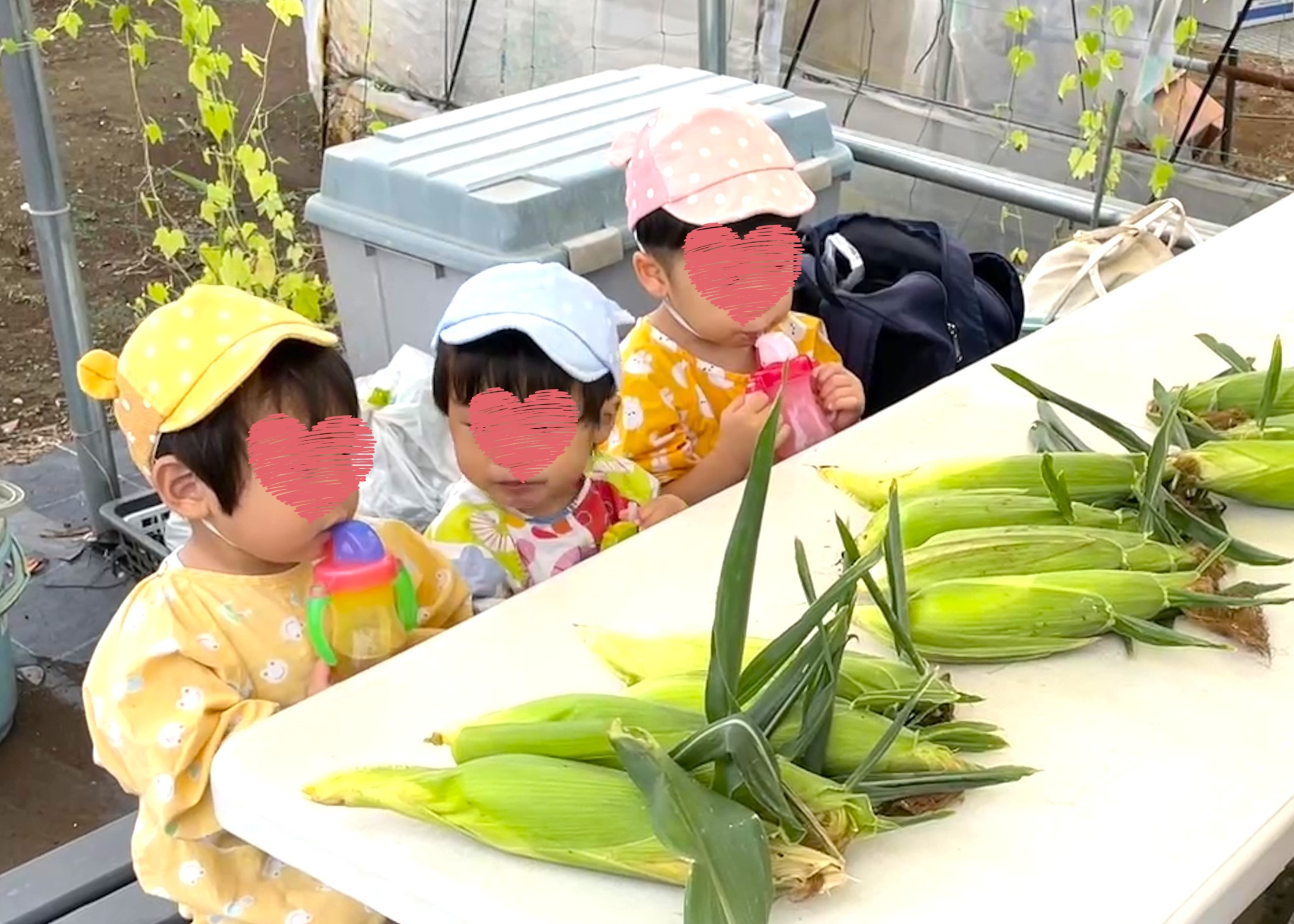 とうもろこし狩り　採ってむいておやつに食べました！