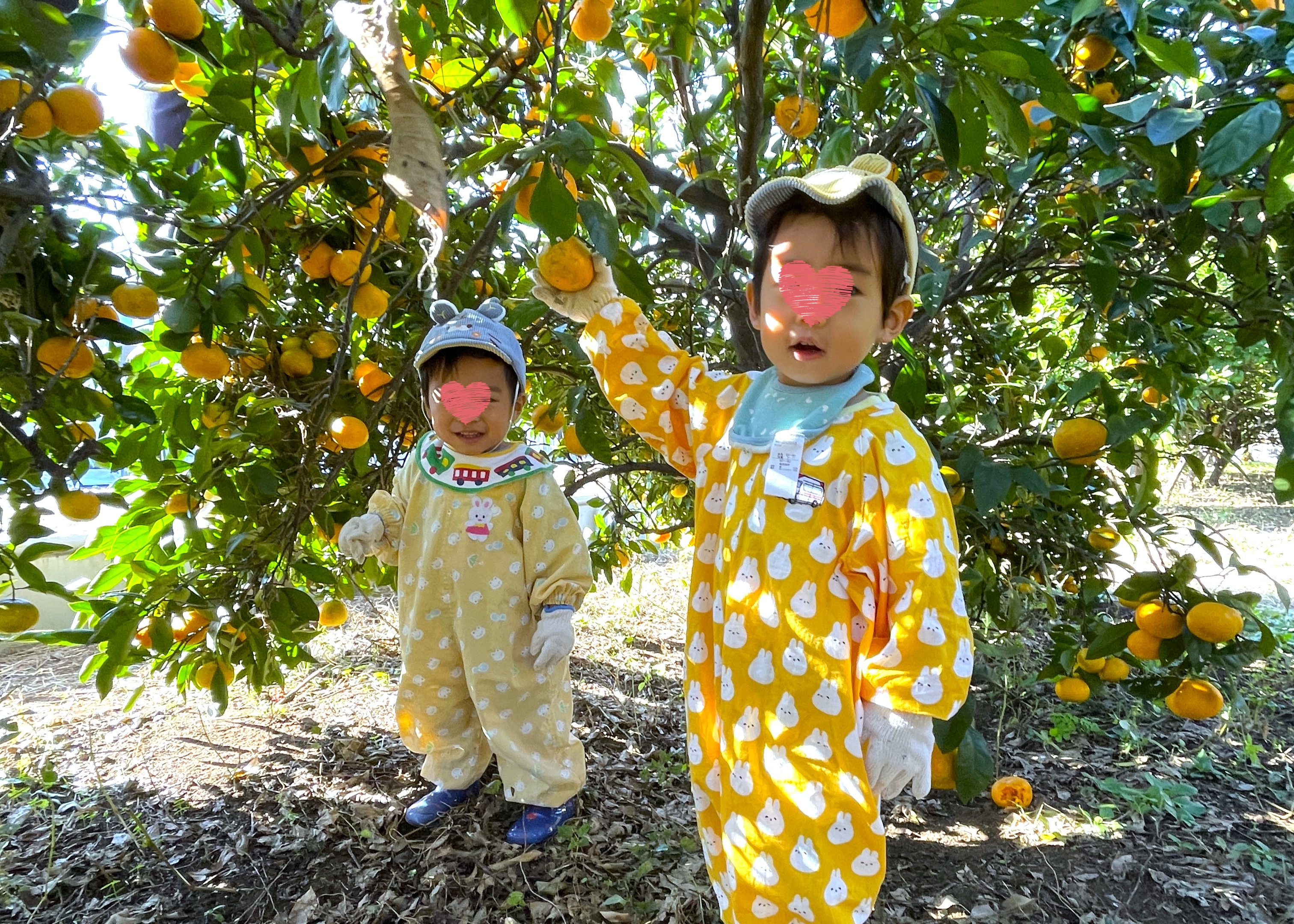 みかん狩り：11月は農園体験がいっぱいできて美味しい物食べれて大満足だよ。