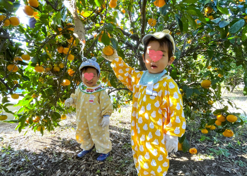 みかん狩り：11月は農園体験がいっぱいできて美味しい物食べれて大満足だよ。