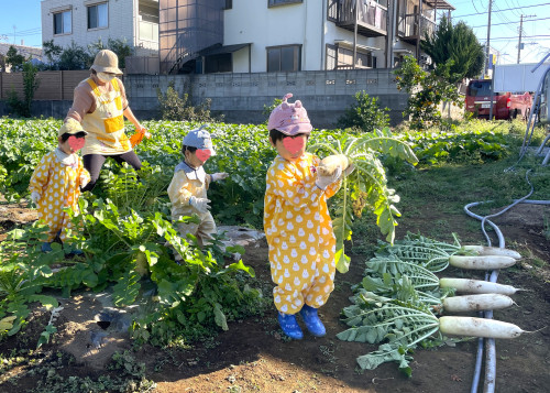 だいこん掘り：こんなにいっぱい、僕たちが全部掘ったんだよ！
