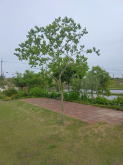 庭④.jpg