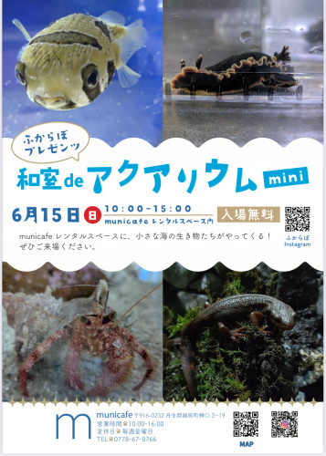 和室でminiアクアリウム開催！