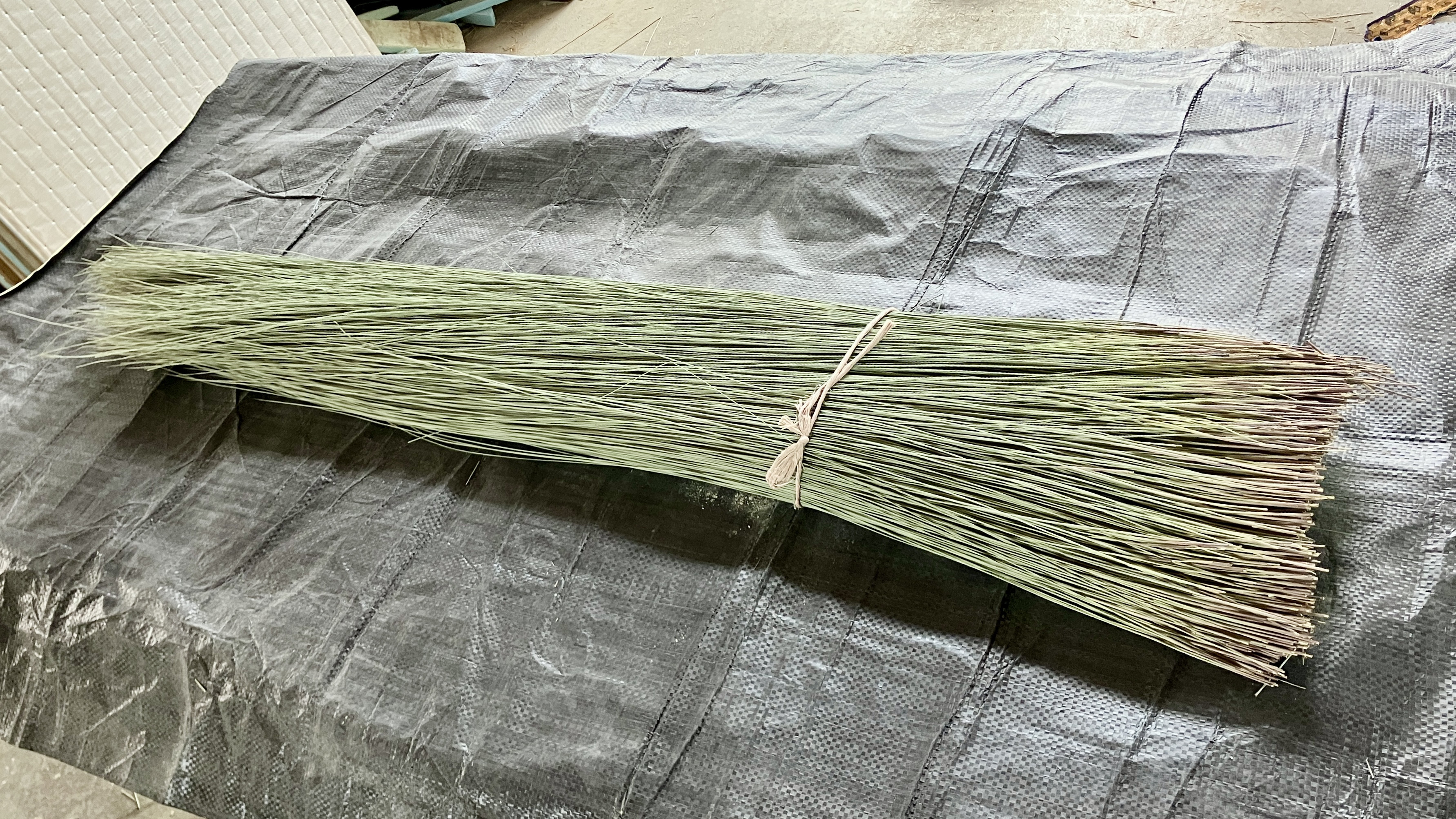 熊本の名匠・松田州平氏から届いた刈りたての国産い草「ひのみどり」の原草の束｜群馬県桐生市の国産畳専門店・佐藤畳工業
