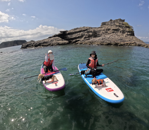 犬と海遊び 千葉