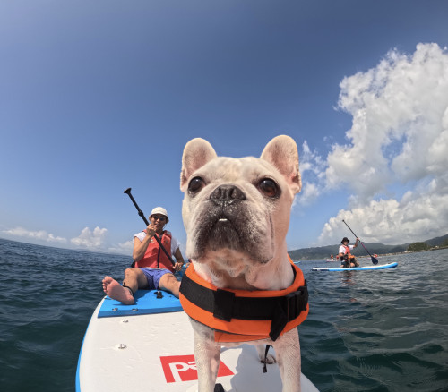 DOG SUP UMI to YAMA