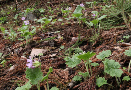 カッコソウ 岩穴管理地　100株開花