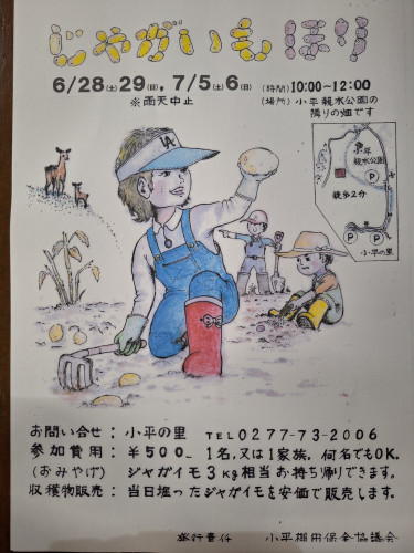 じゃがいも堀り体験のご案内