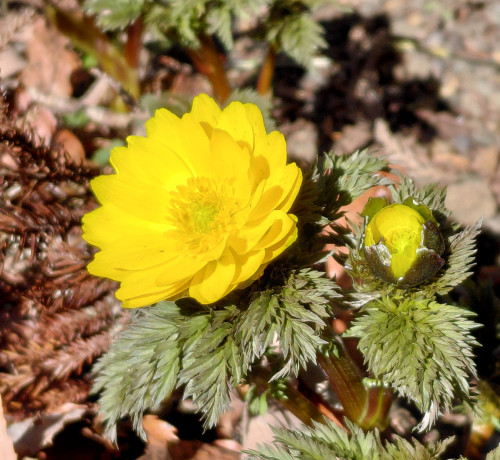 福寿草が咲きました