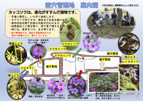 2026年カッコソウ特別公開_案内図 ura.jpg