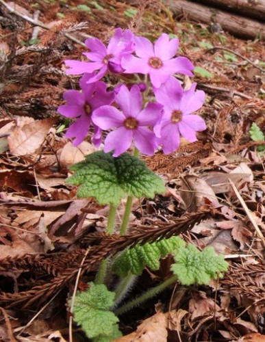 カッコソウ管理地の生育状況（お知らせ）
