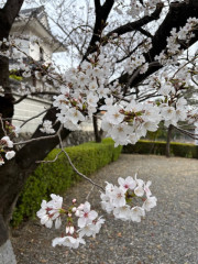 R7年桜２.jpg