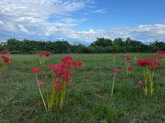 滋賀県３.jpeg
