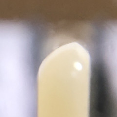 IMG_8740.jpeg