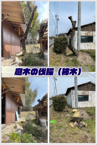 庭木伐採（柿木)中津川市苗木