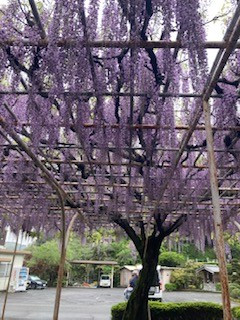 令和7年5月　藤の花