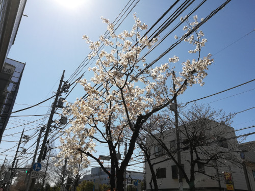 亀有の桜並木.jpg