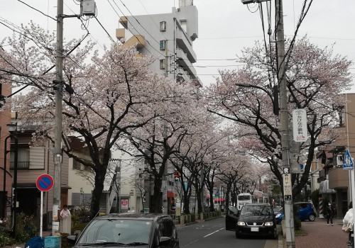 亀有の桜.jpg