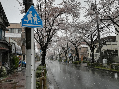 雪と桜.jpg