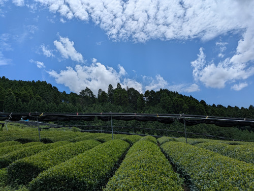 茶棚