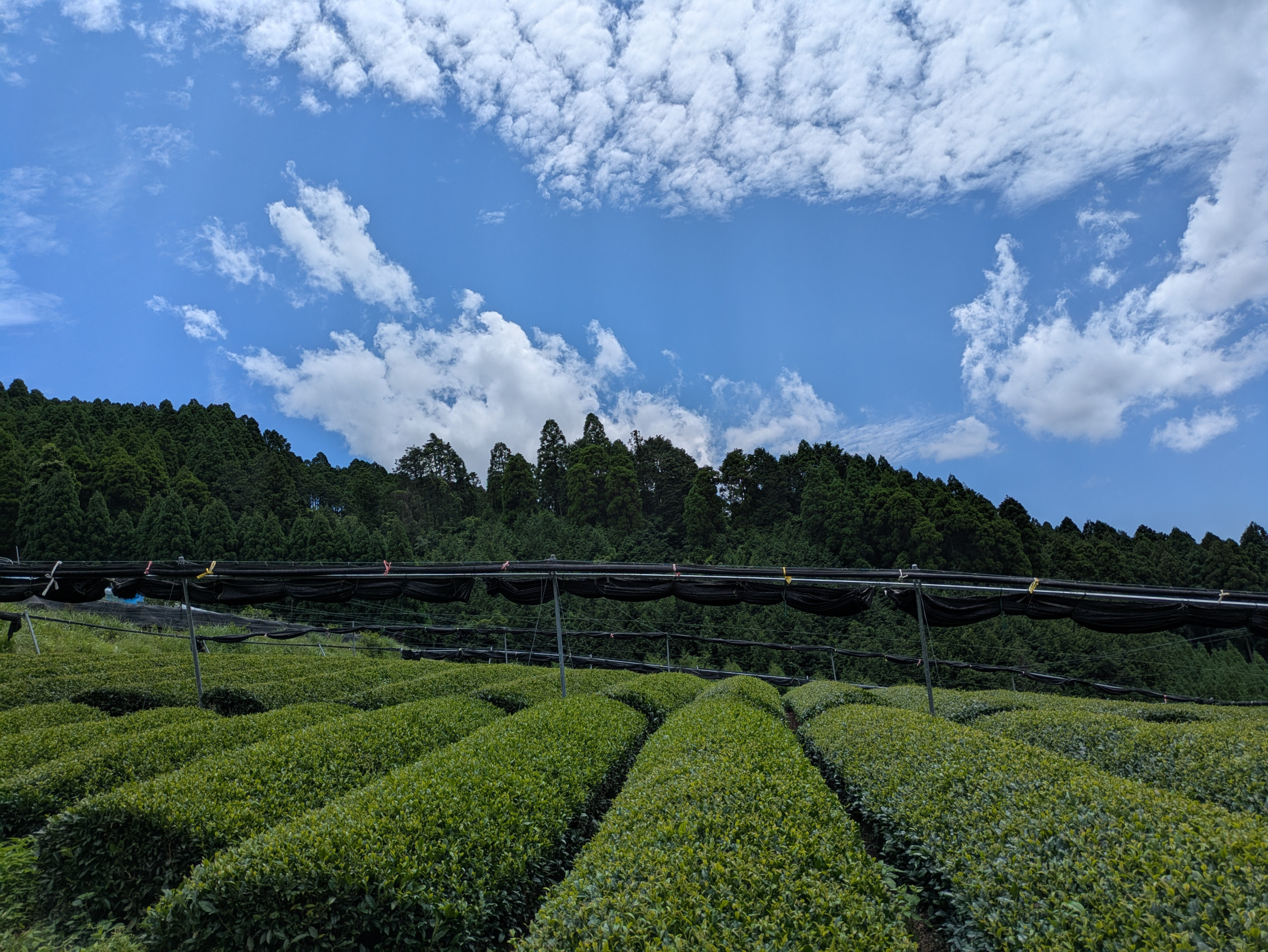 茶棚