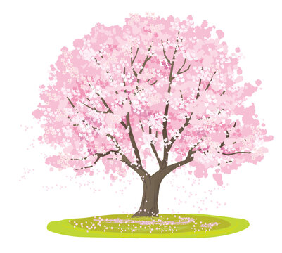 2026.04.01桜.png