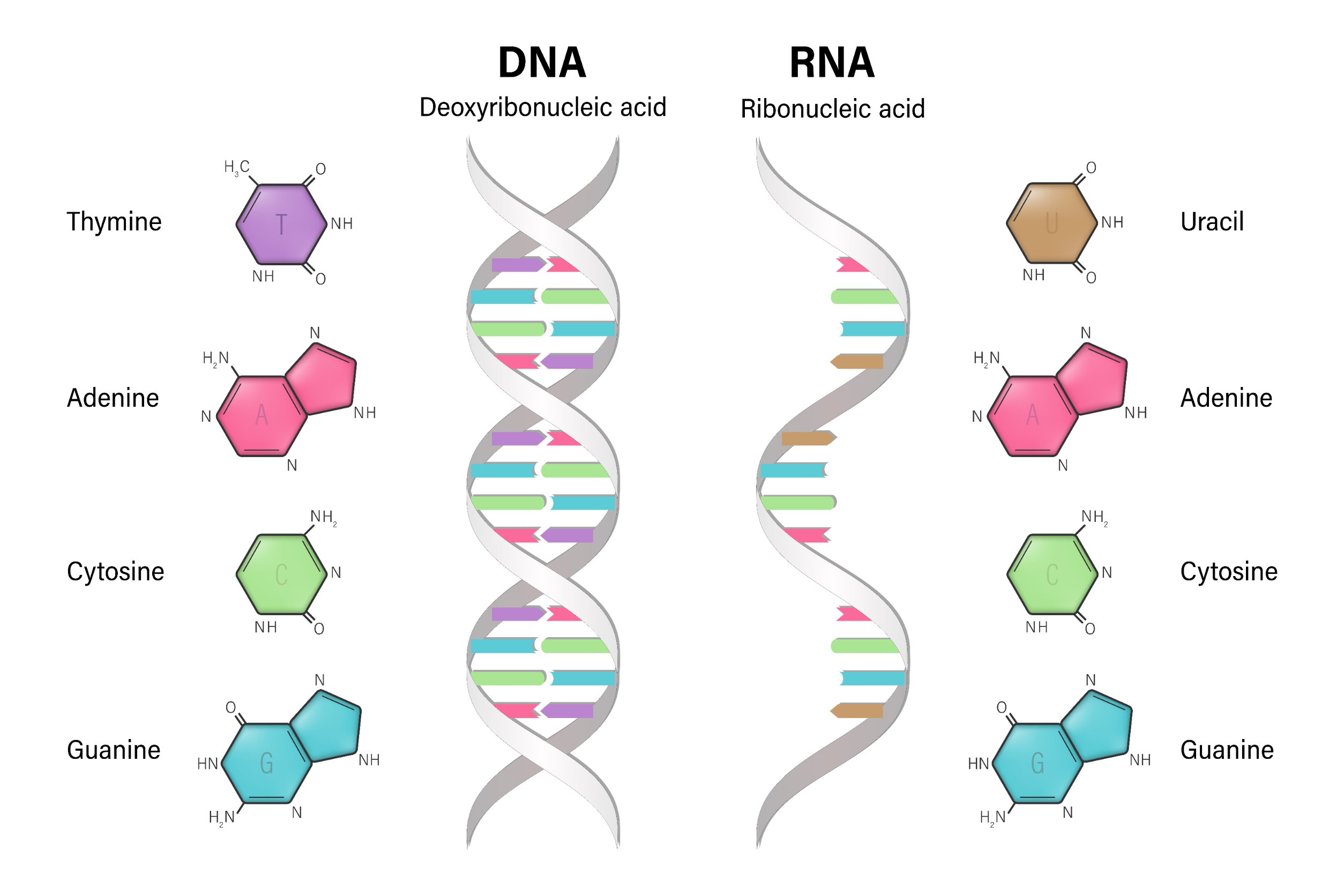 ①核酸は「DNA／RNA」細胞の中の遺伝子情報の「核」を構成している