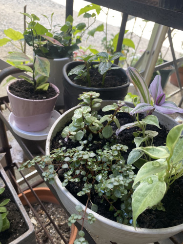 ガーデニングしました〜