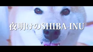 『夜明けのSHIBA-INU!』のMVを完成公開しました！
