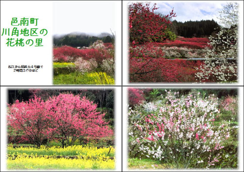 邑南町・川角地区の「花桃の里」きれいです！