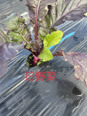 IMG_5518.jpeg