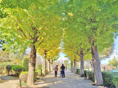 施設周辺の緑豊かな並木道。大木が両側に立ち並び、入居者の散歩に適した環境