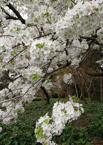 Mar 2023 cherry blossom-3+.jpg