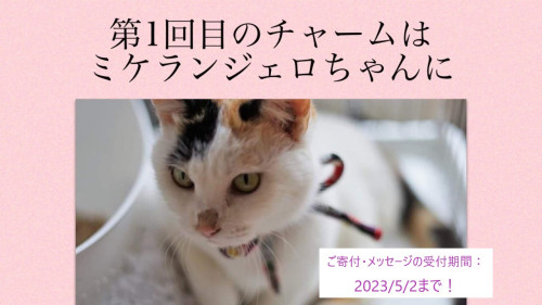 Charms for Animals 開始です！