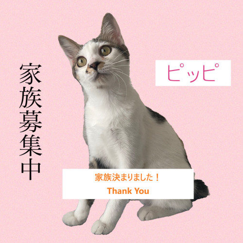 ピッピ230321191045-641982a5e2161 found home.jpg
