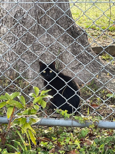 すぐ逃げる猫