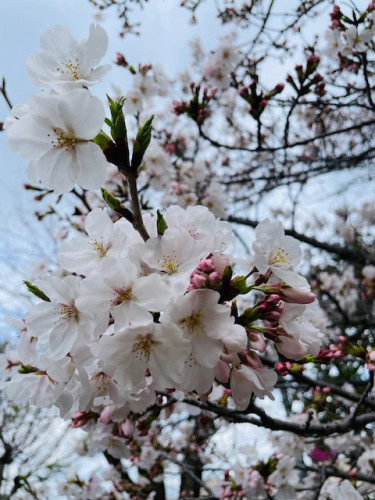 八分咲き