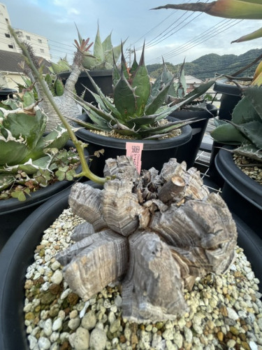 やっと芽がでた