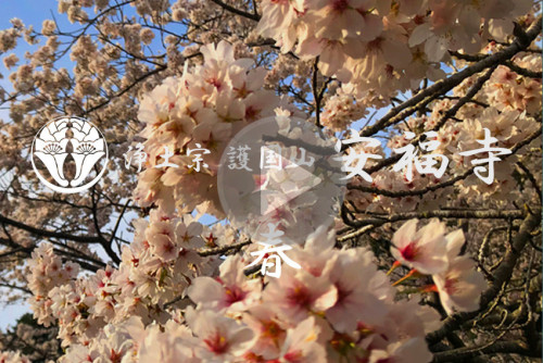 春の安福寺.jpg