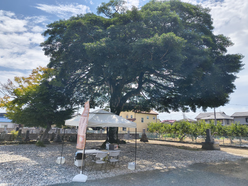 IMG_20260726_105100390_HDR.jpg