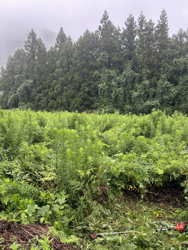 2m越えの雑草伐採