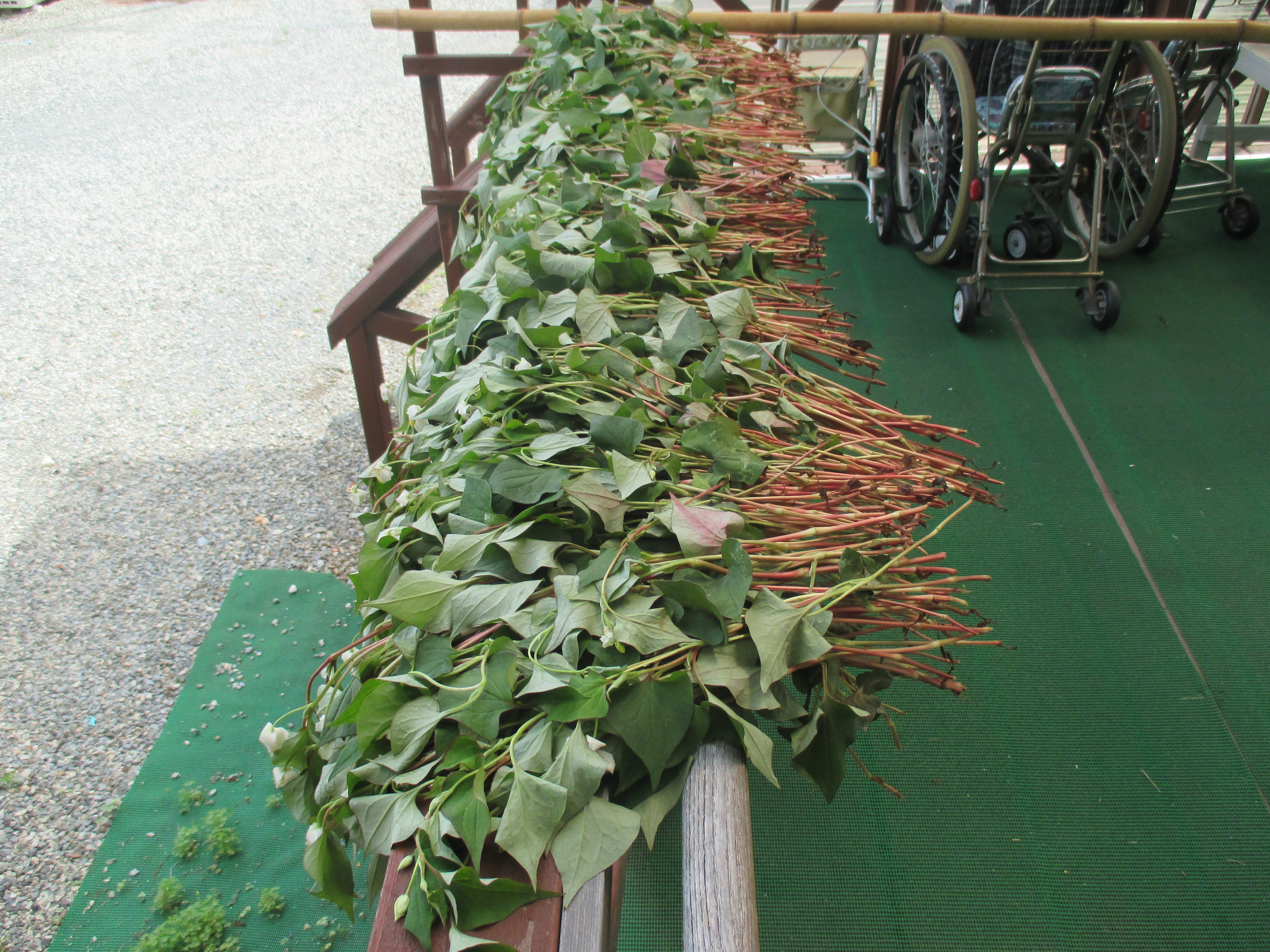 ドクダミ茶３.JPG
