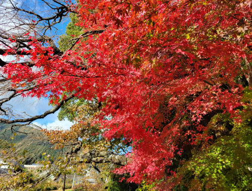 紅葉.jpg