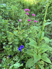 IMG_0116.jpeg