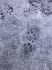 IMG_1431.jpeg